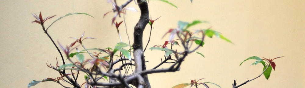 Poznań Strony WWW Tworzenie Stron Internetowych Piła Koszalin Firma Budowlana Plisy Rolety Okna Nagrobki Stolarz Ślusarz Ubezpieczenia Żaluzje Wrocław Warszawa Kraków Toruń Bydgoszcz Opole Gdańsk Gdynia Gorzów